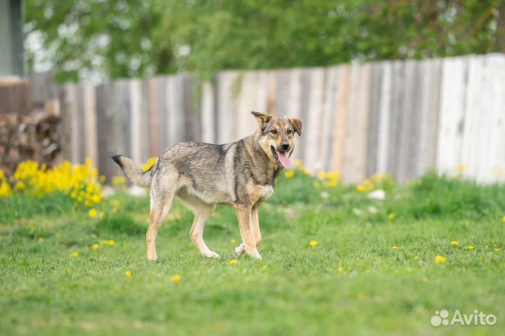 Собака в добрые руки