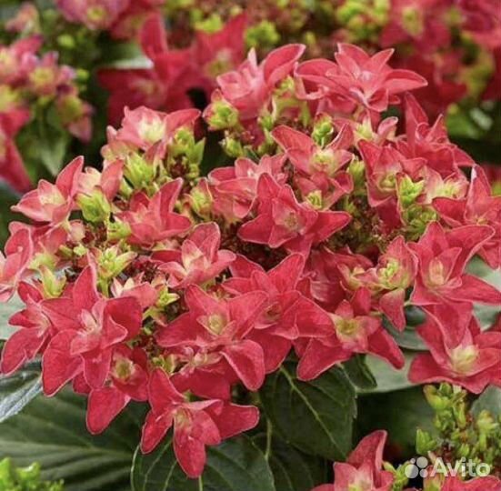 Гортензия френси ред