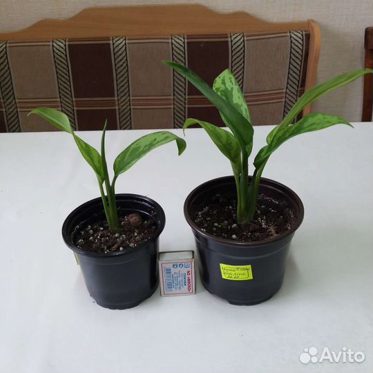 Аглаонема Мария