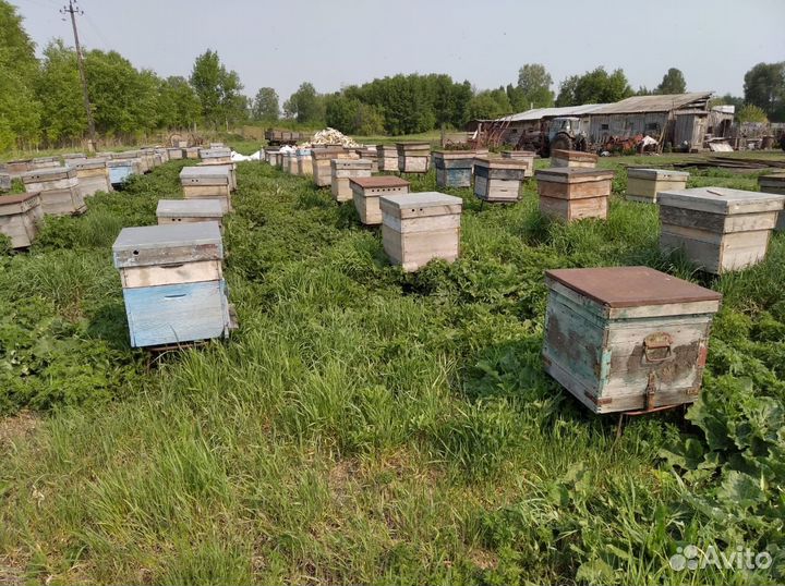 Продам пчелосемьи