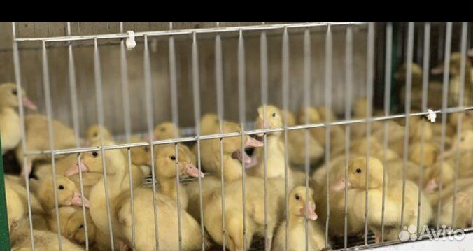 Живая птица