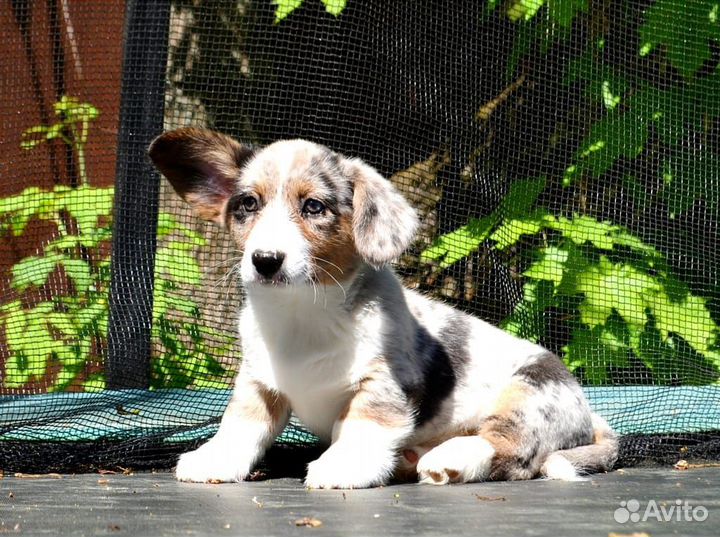 Мальчишка корги мраморный