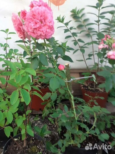 Гортензии цветущие с закрытой корневой системой