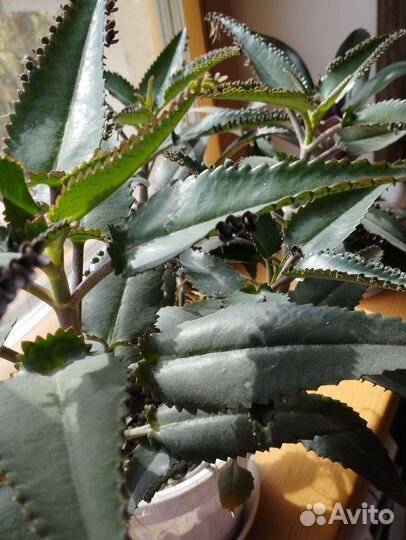 Каланхоэ лечебное сансевиерия Ханни