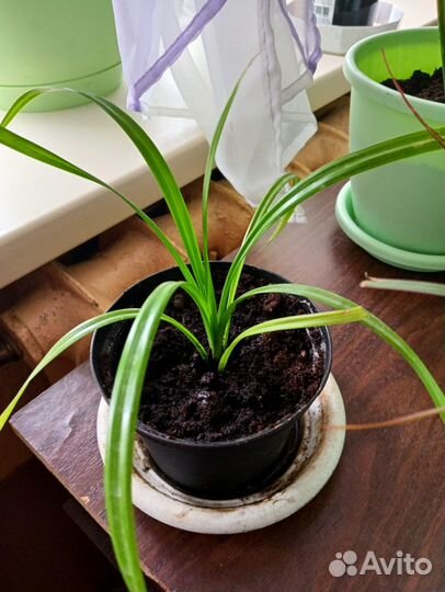 Комнатные растения