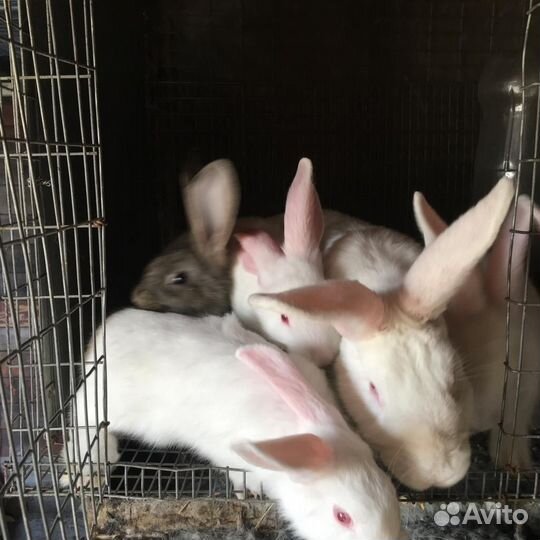 Кролики мясных пород