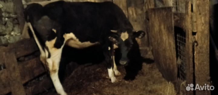 Тëлка Голштинская порода