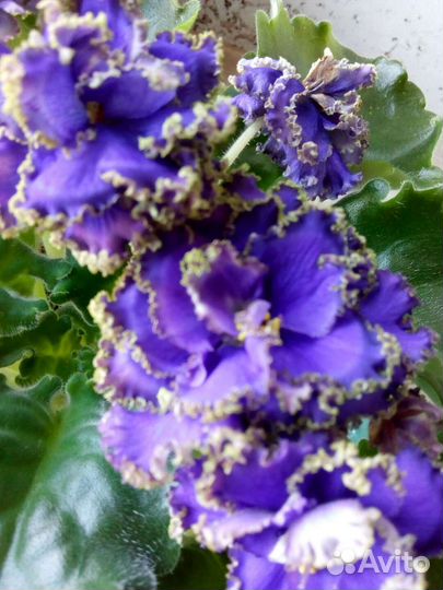 Фиалки: черенки,взрослые,детки