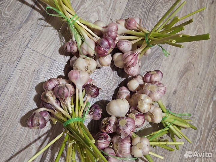 Озимый чеснок