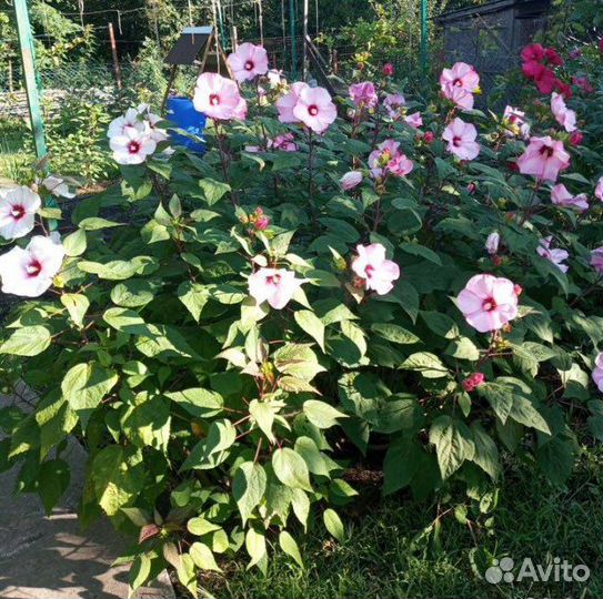 Гибискус травянистый