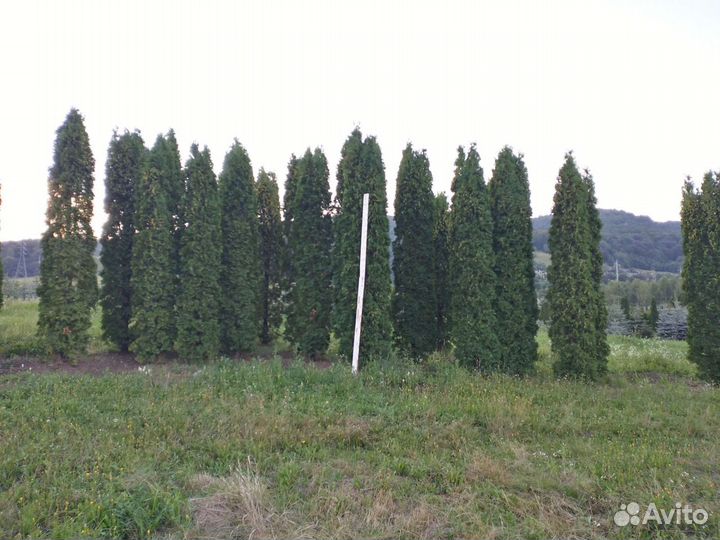 Туя Колумна