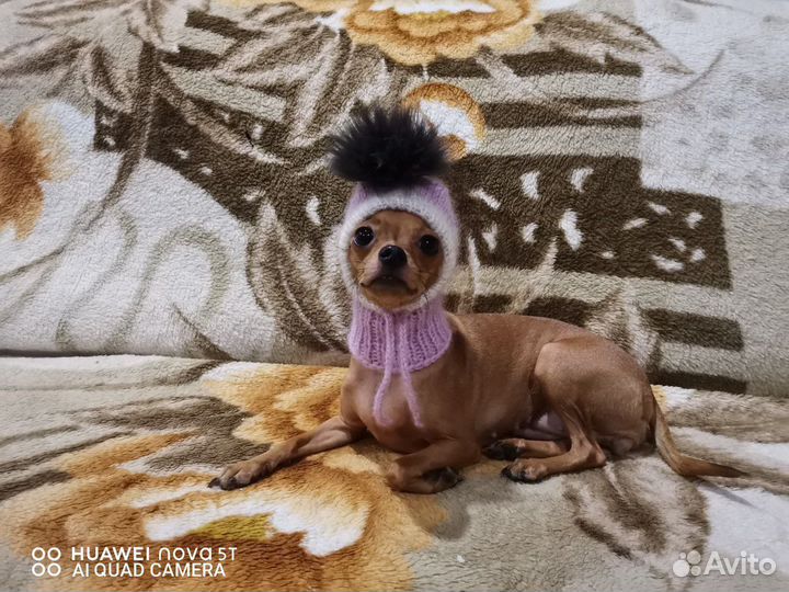 Шапочка для собак