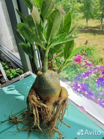 Адениум adenium
