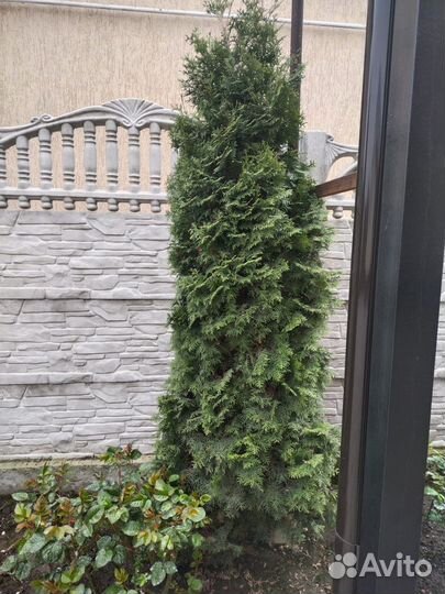 Туя.Торг уместен