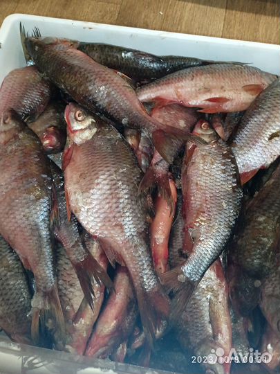 Свежая речная рыба