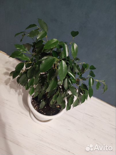 Фикус Бенджамина