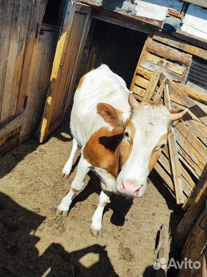 Продам телку