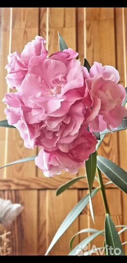 Олеандр крем., персик., бордо, гранат, роз.,желт