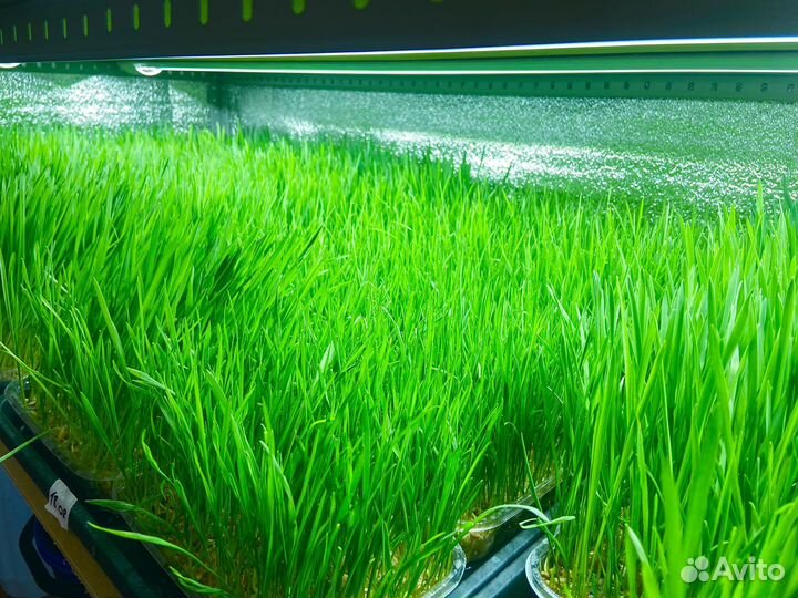 Микрозелень пшеница, овёс, ячмень