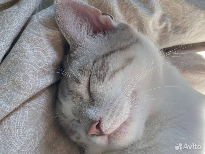 Тайский кот