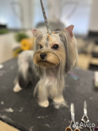 Груминг собак