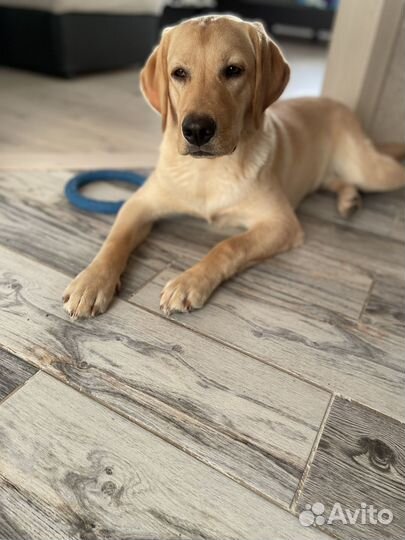 Услуги кинолога