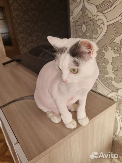 Стрижка кошек на дому