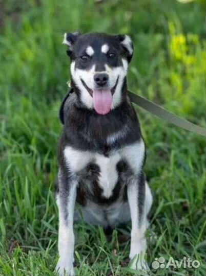 Собака щенок девочка чёрная белая бесплатно