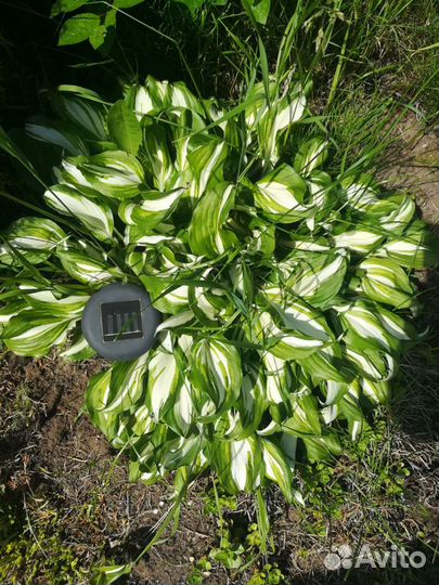 Сирень сортовая