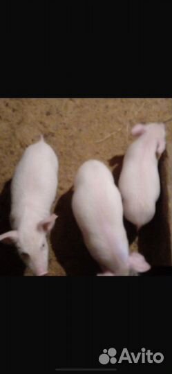 Поросята ландрас