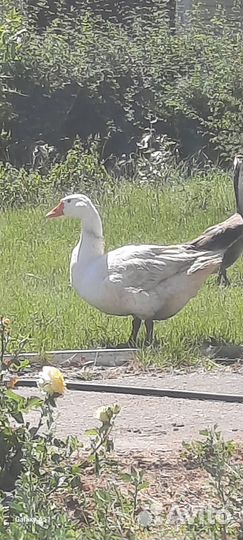 Гусь