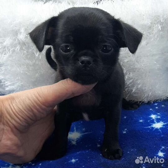 Без предоплат.Чихуахуа щенки беби фейс