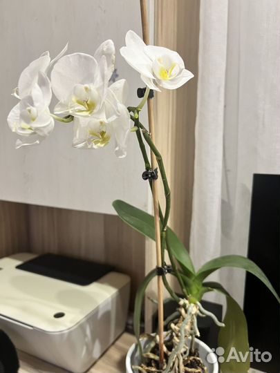 Орхидея фаленопсис