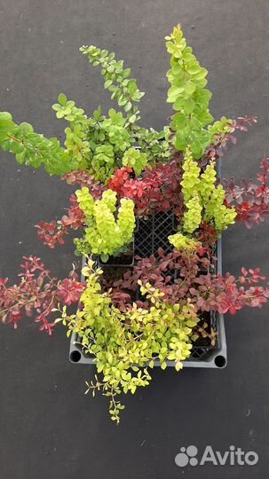 Барбарис Тунберга (часть 2)