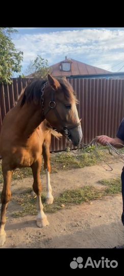 Продам кобылку