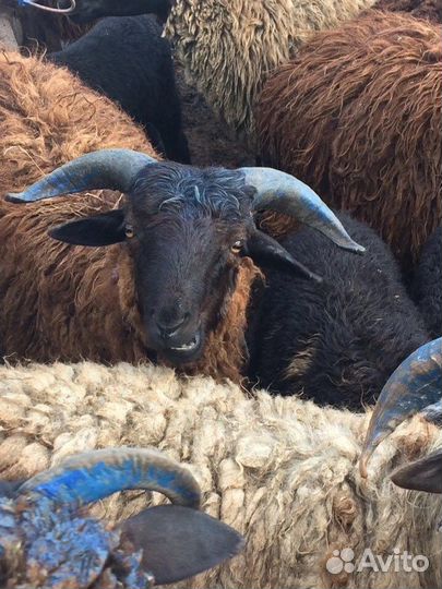 Овцы бараны ягнята оптом и мясом