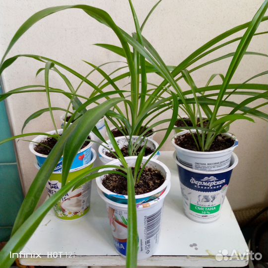 Хлорофитум