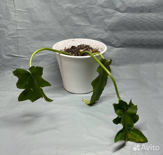 Филодендрон Bob cee, Рафидофора декурсива