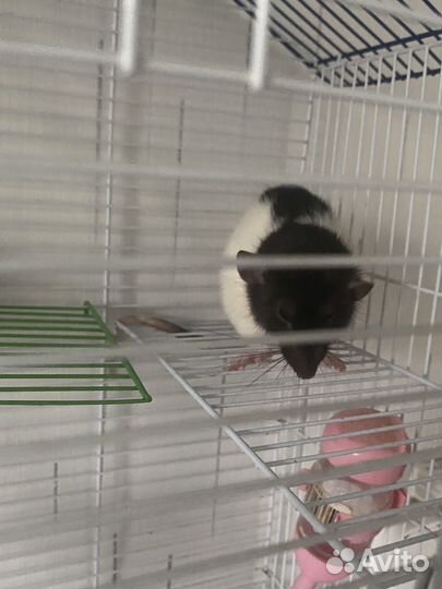 Крыса с клеткой