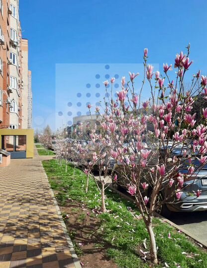 Коммерция 39 кв. м., ремонт, арендатор