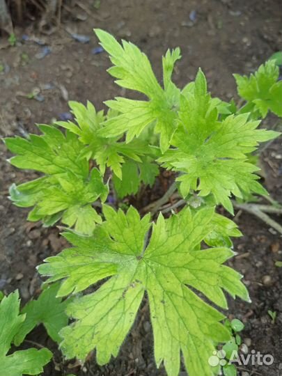 Многолетние цветы для сада