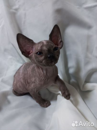 Канадский сфинкс