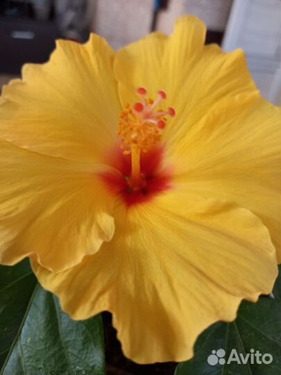 Гибискус китайская роза