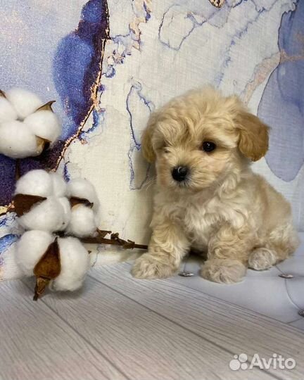 Мальтипу f1 mini