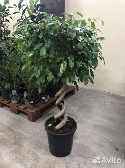 Фикус бенджамина экзотика двойная спираль