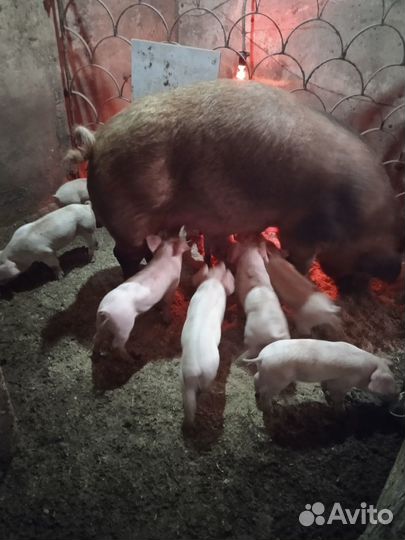 Поросята