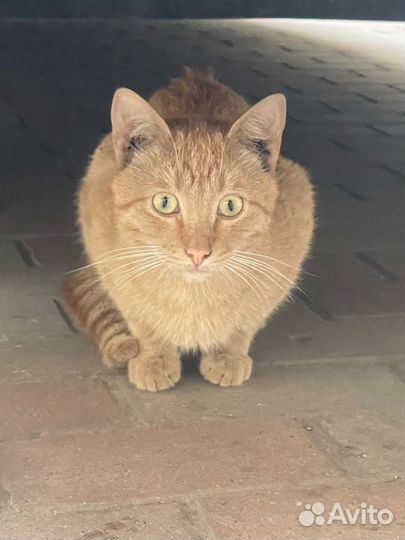 Рыжий кот