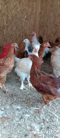 Живые сельскохозяйственные птицы