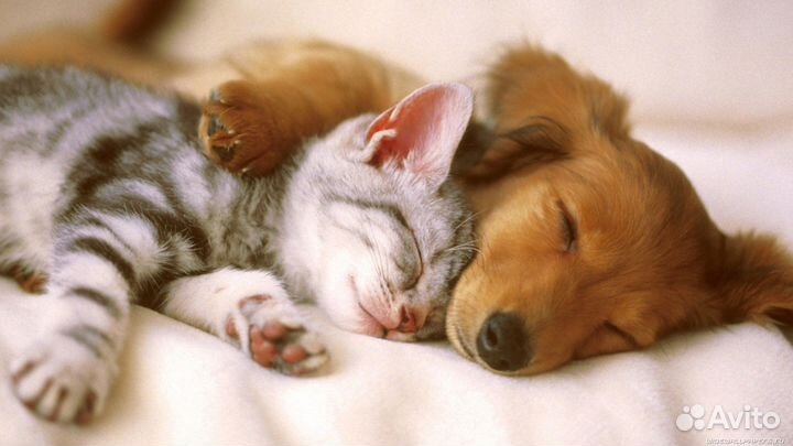 Передержка домашних животных