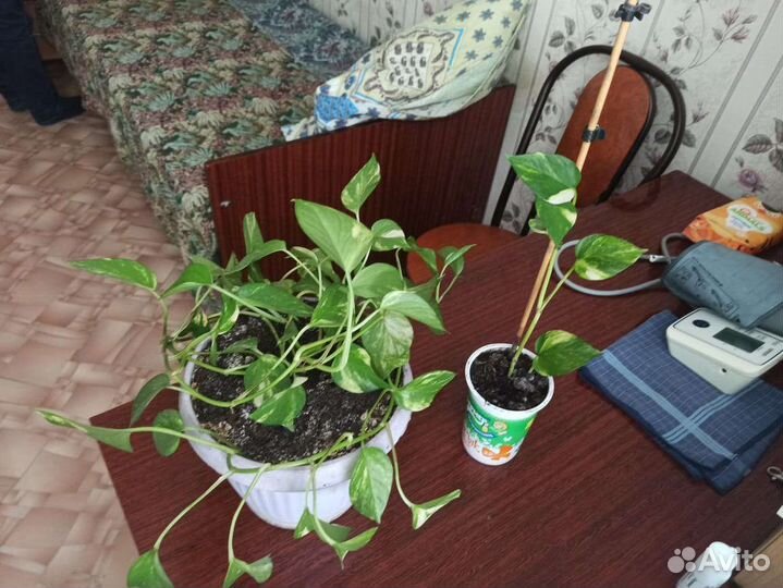 Сциндапсус